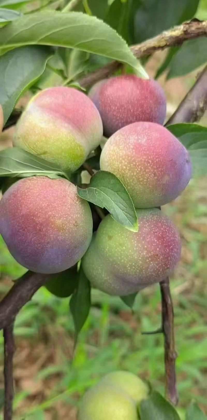李子