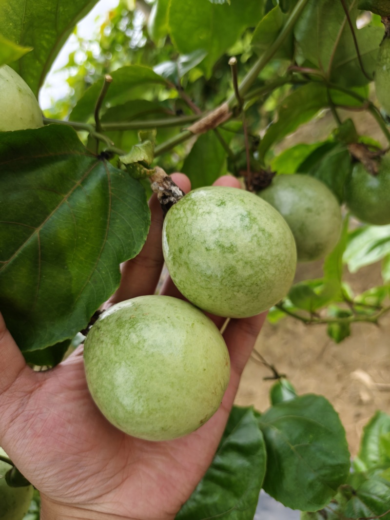 广西崇左钦蜜九号百香果