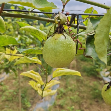 广西崇左钦蜜九号百香果