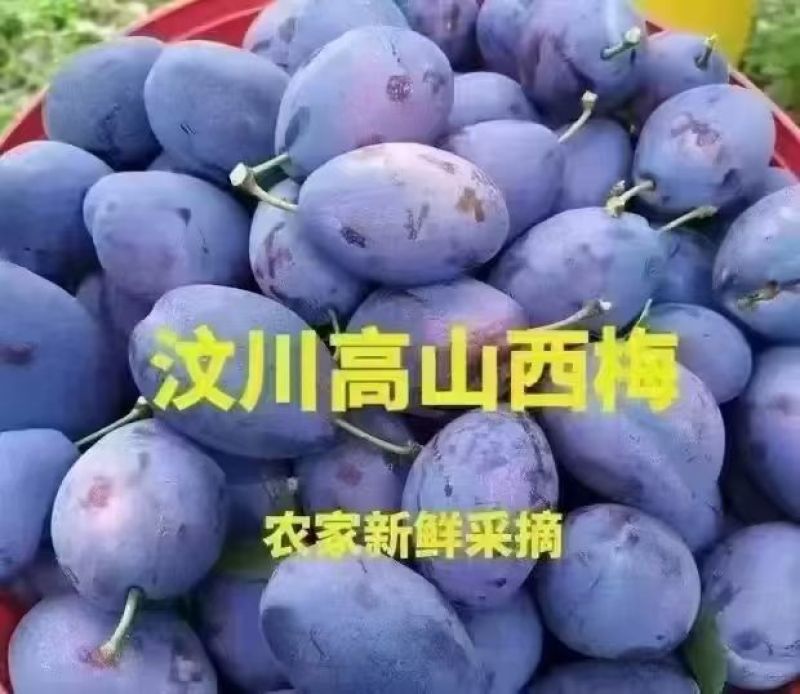 四川汉源九襄水果四大产区之一的，女神西梅