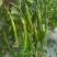 广元市曾家高山蔬菜基地：苏椒、二荆条、三月瓜等蔬菜