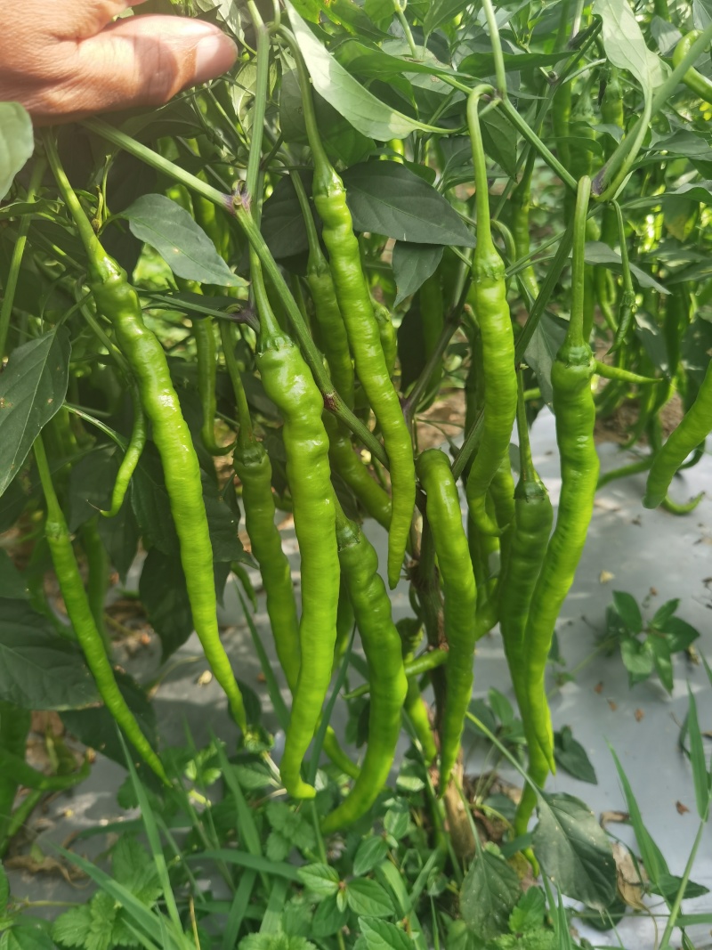 广元市曾家高山蔬菜基地：苏椒、二荆条、三月瓜等蔬菜