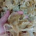 新到一批巴基斯坦鸡蛋胶，质量杠杠的，量大价优