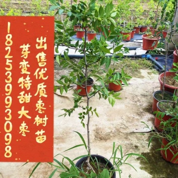 芽变特甜大枣树苗