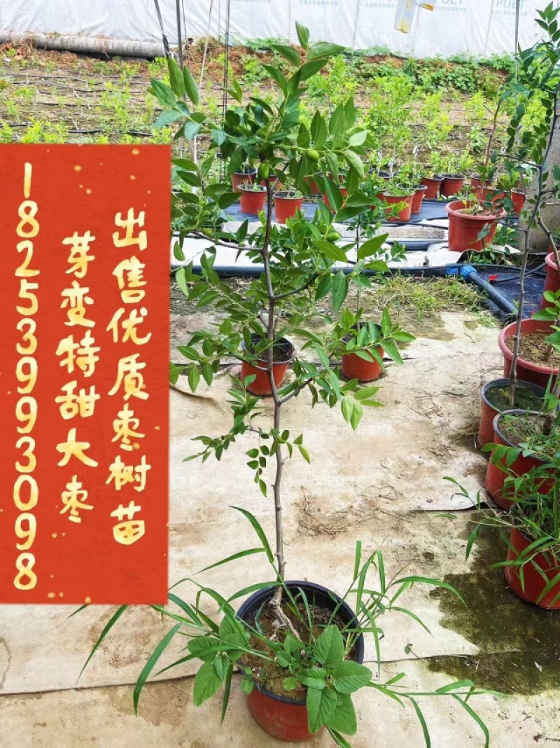 芽变特甜大枣树苗