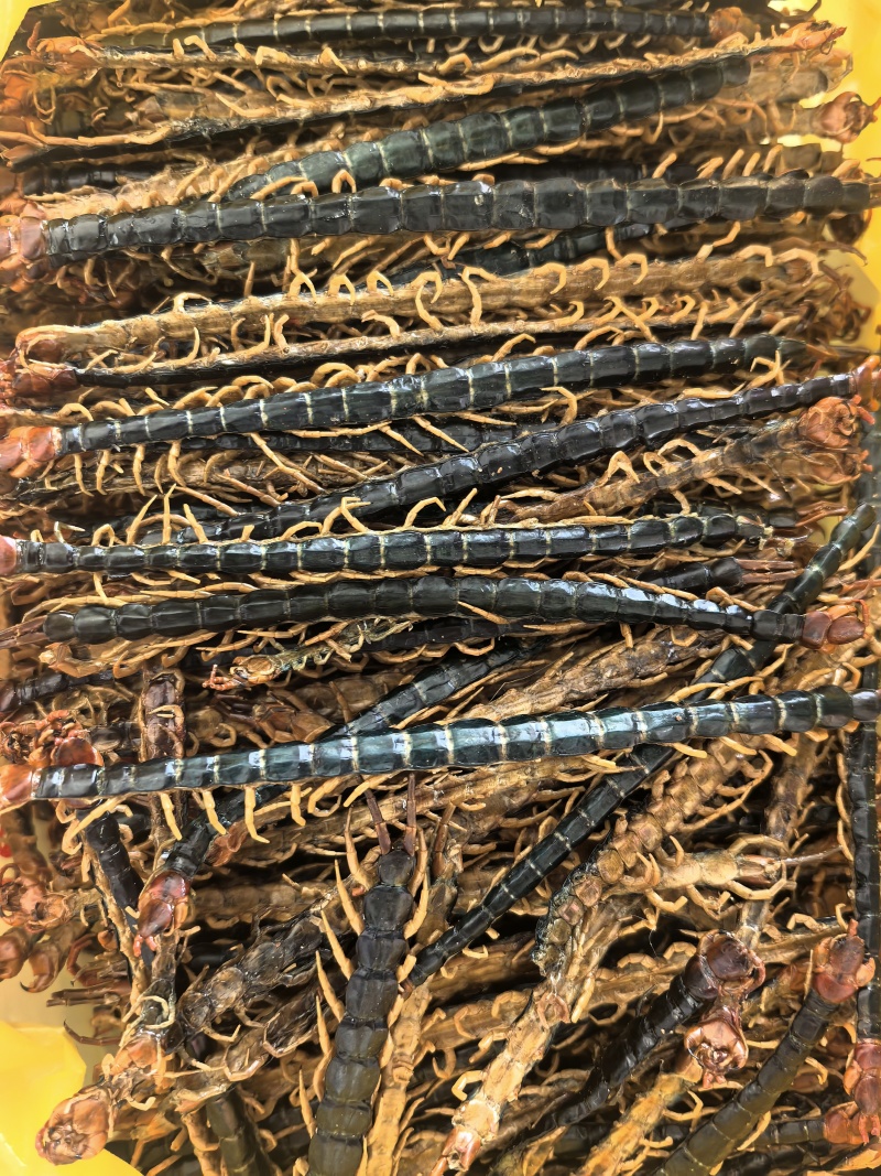 蜈蚣蜈蚣皮国产蜈蚣现货供应量大从优