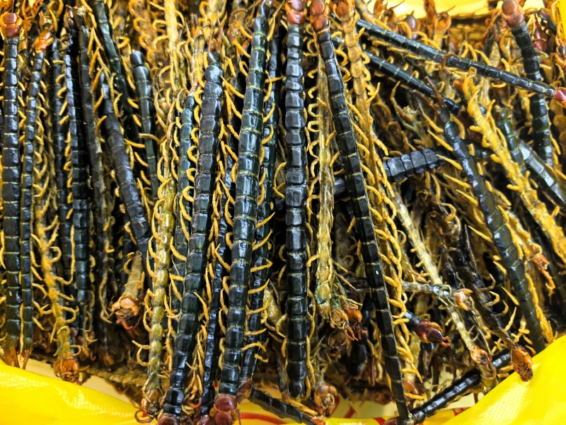 蜈蚣蜈蚣皮国产蜈蚣现货供应量大从优