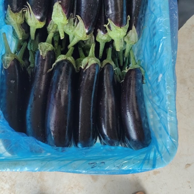 精品绿把长茄烧烤茄大量上市欢迎新老客户