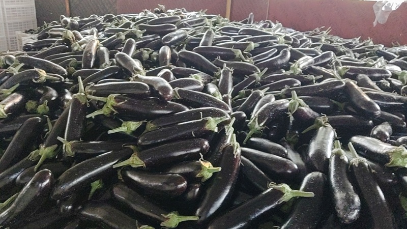 精品绿把长茄烧烤茄大量上市欢迎新老客户