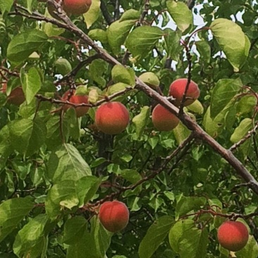 红梅杏