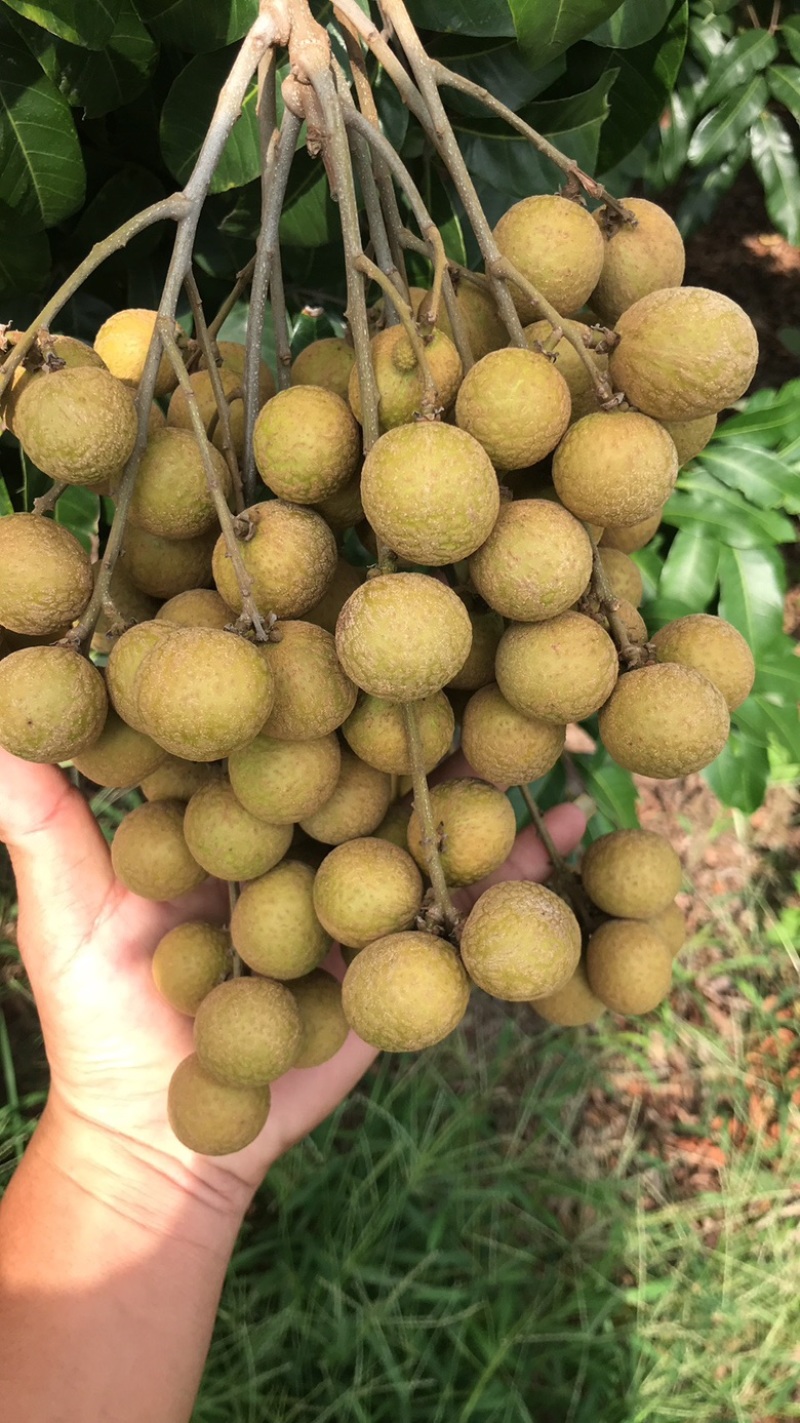 广东龙眼#石夹龙眼#储良龙眼