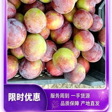 大红袍李子果型硕大、饱满圆润,果色鲜红靓丽。