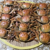 黄蟹