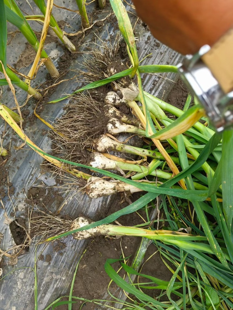 吉林大蒜青蒜头现挖新鲜青蒜头产地直发嫩清蒜头