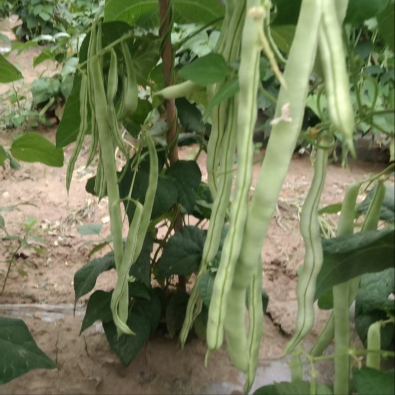 白条豆角量大质优商超市场皆可发货品质好价格低
