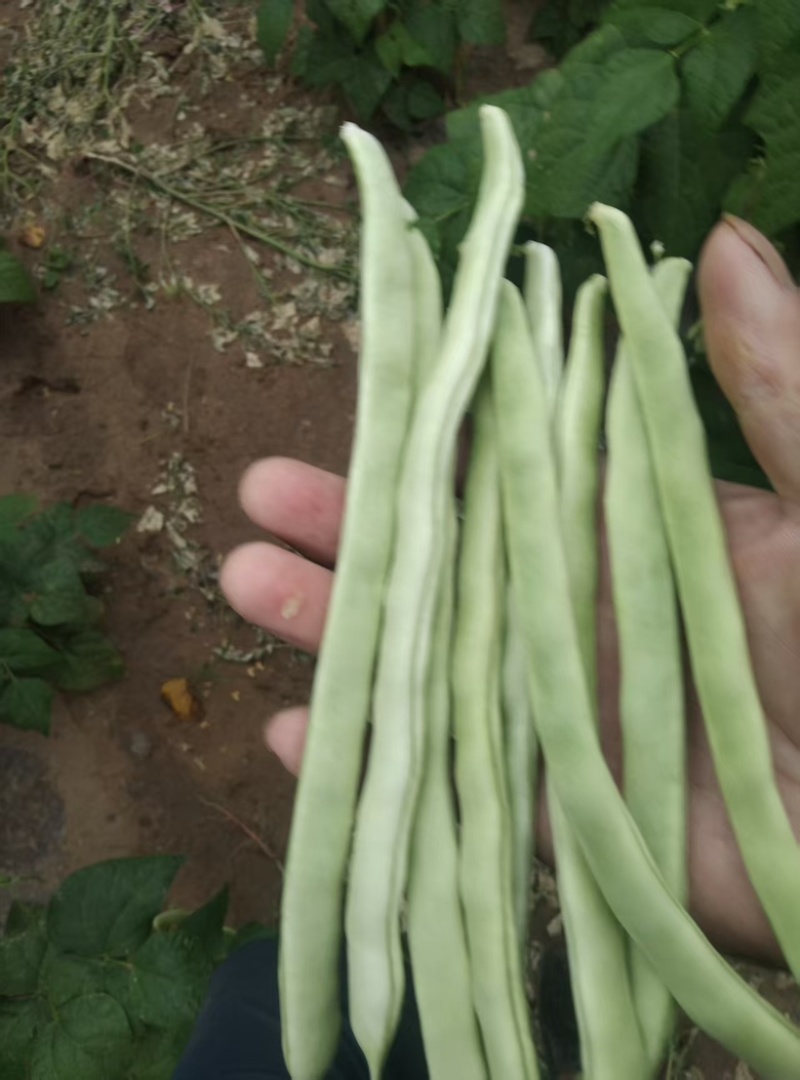 白条豆角量大质优商超市场皆可发货品质好价格低