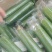 河南焦作油皮丝瓜大量上市，欢迎全国客商前来选购，代发全国