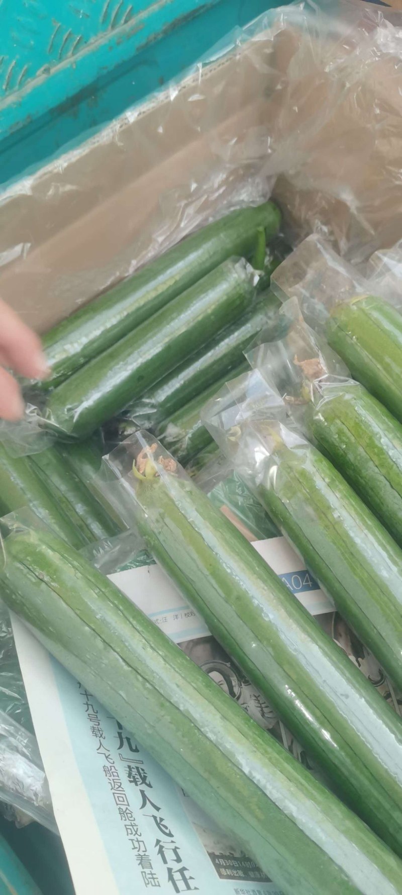 河南焦作油皮丝瓜大量上市，欢迎全国客商前来选购，代发全国