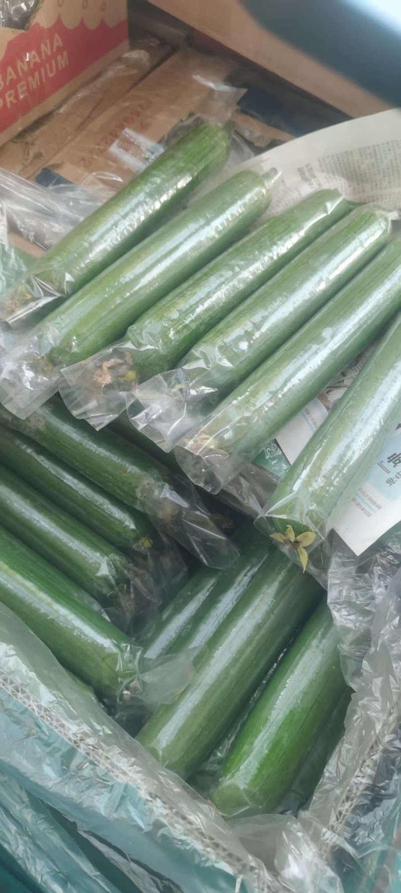 河南焦作油皮丝瓜大量上市，欢迎全国客商前来选购，代发全国