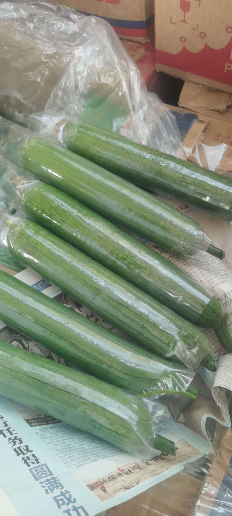 河南焦作油皮丝瓜大量上市，欢迎全国客商前来选购，代发全国