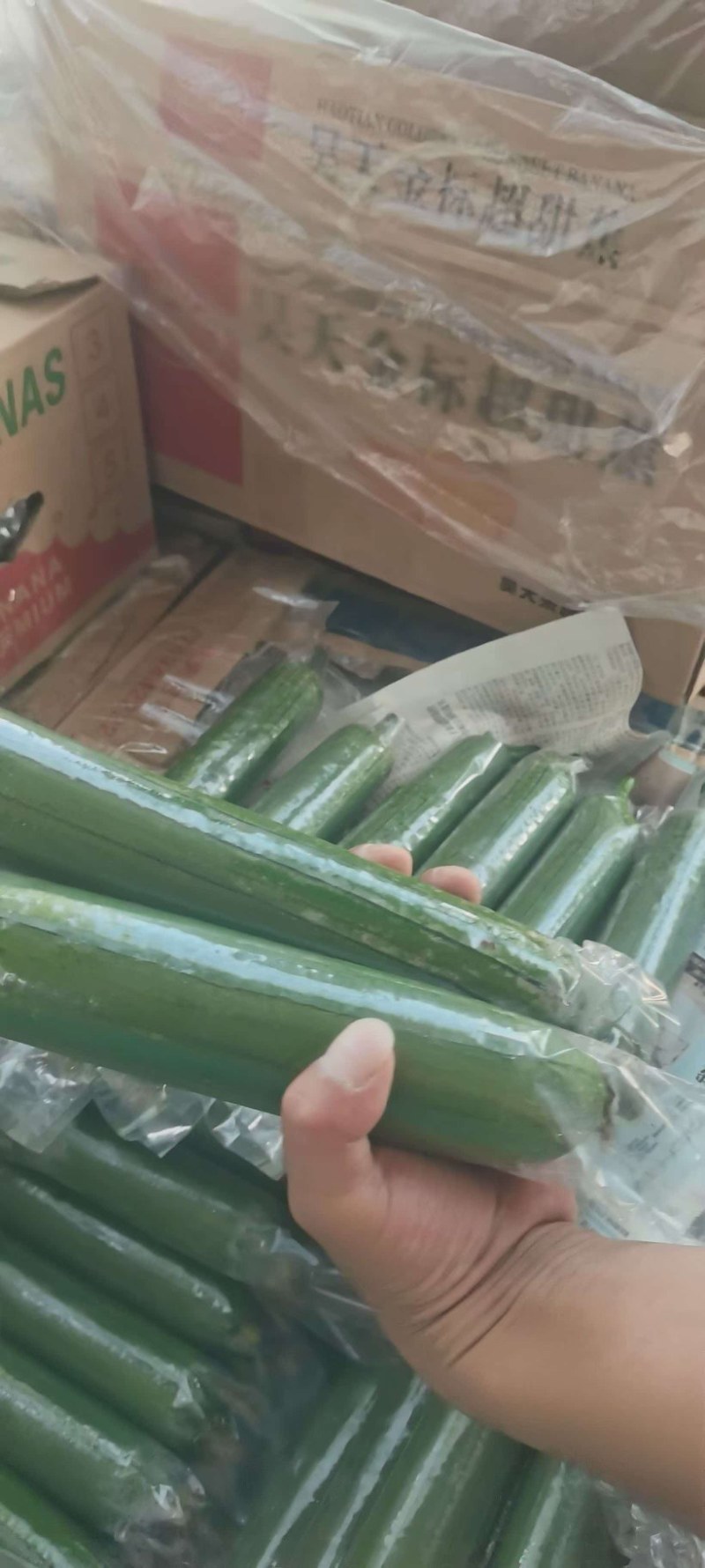河南焦作油皮丝瓜大量上市，欢迎全国客商前来选购，代发全国