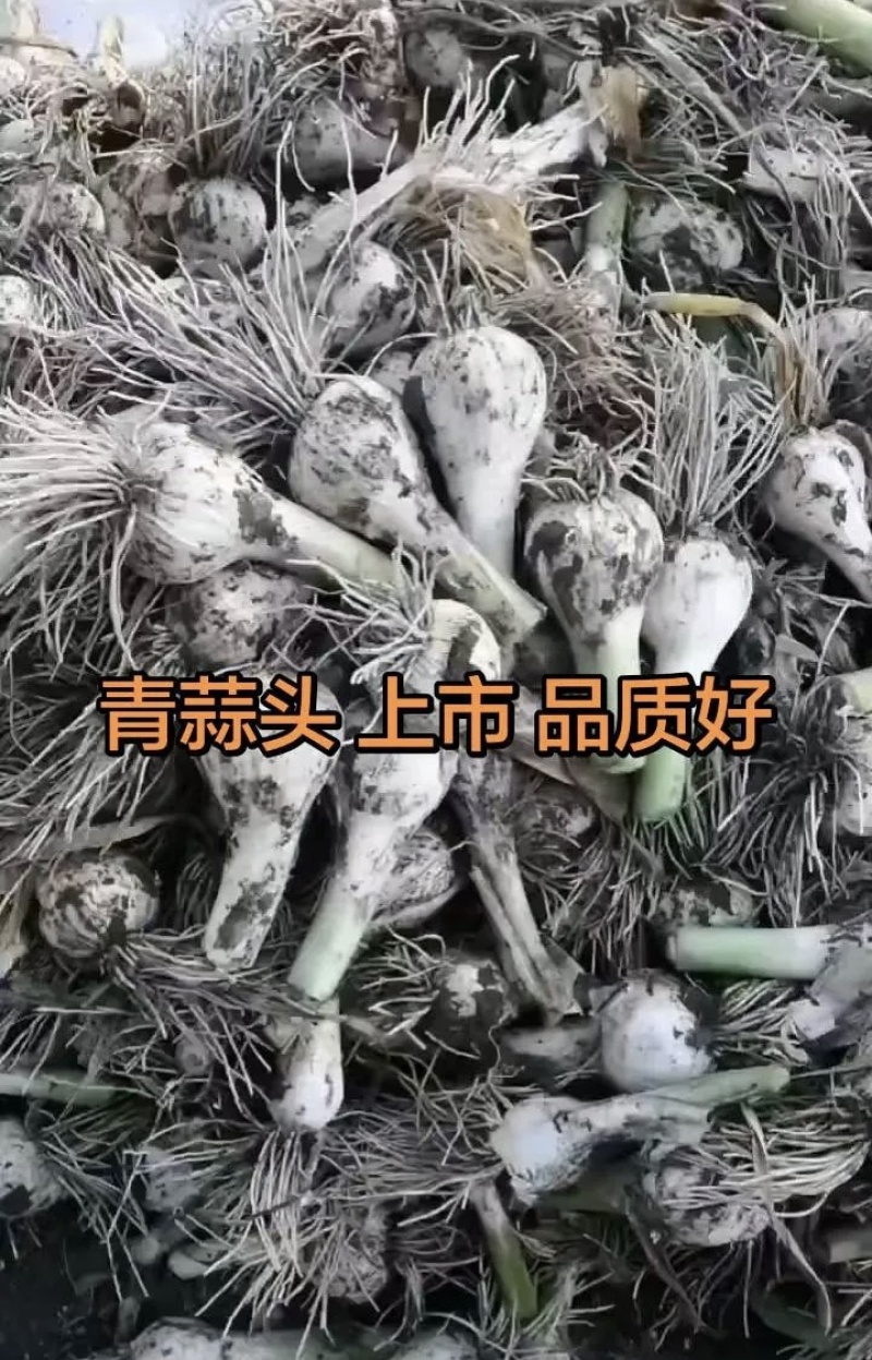 吉林大蒜青蒜头现挖新鲜青蒜头产地直发嫩清蒜头