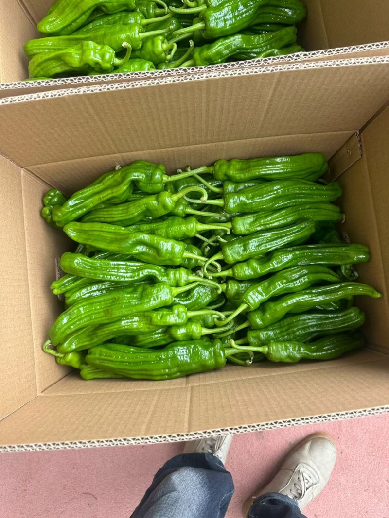 精品高山薄皮椒