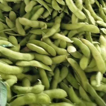 徐州翠绿宝毛豆大量上市