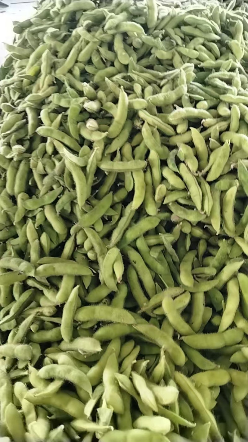徐州翠绿宝毛豆大量上市