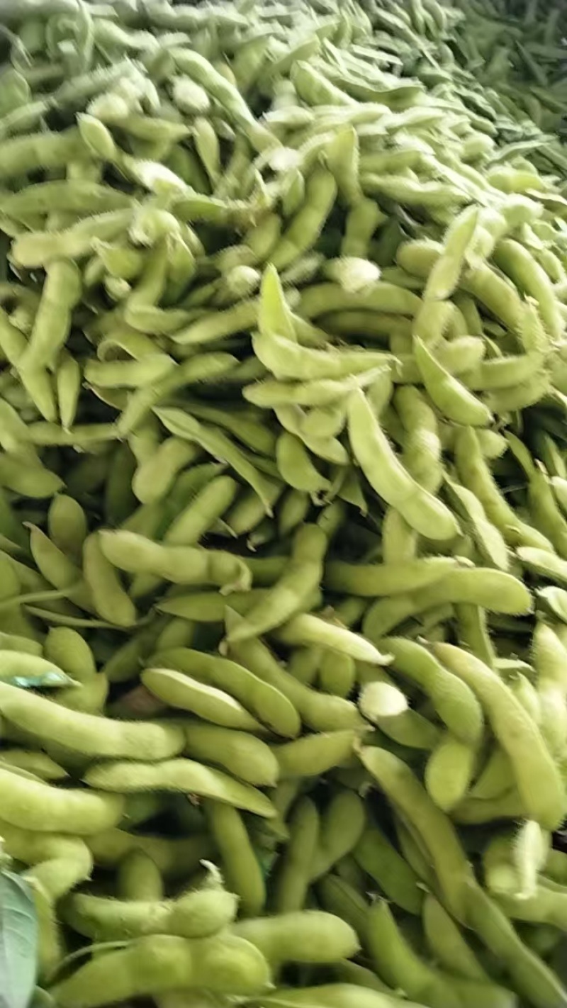 徐州翠绿宝毛豆大量上市