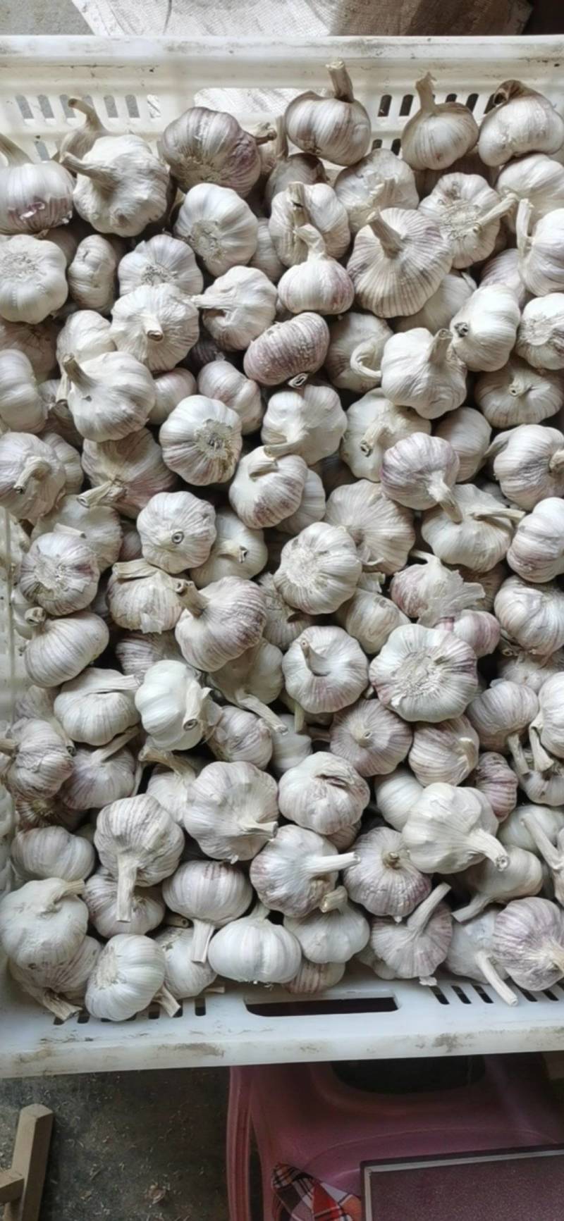 新鲜干蒜，打磨，去杆，去皮