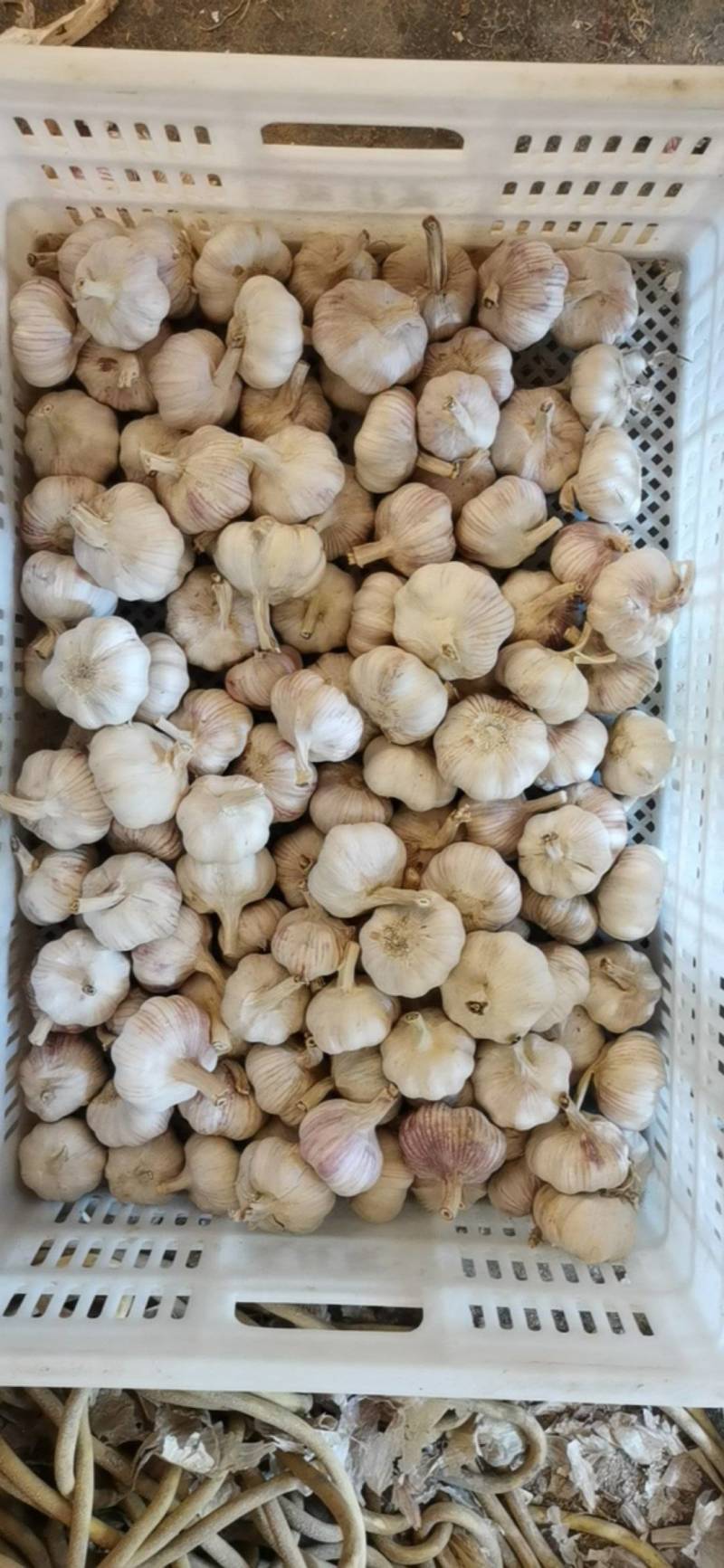 新鲜干蒜，打磨，去杆，去皮