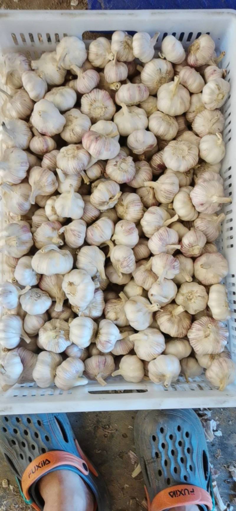 新鲜干蒜，打磨，去杆，去皮