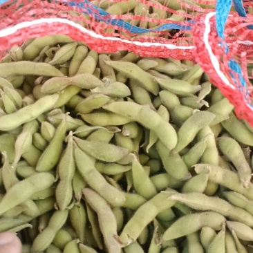王家坝翠绿宝