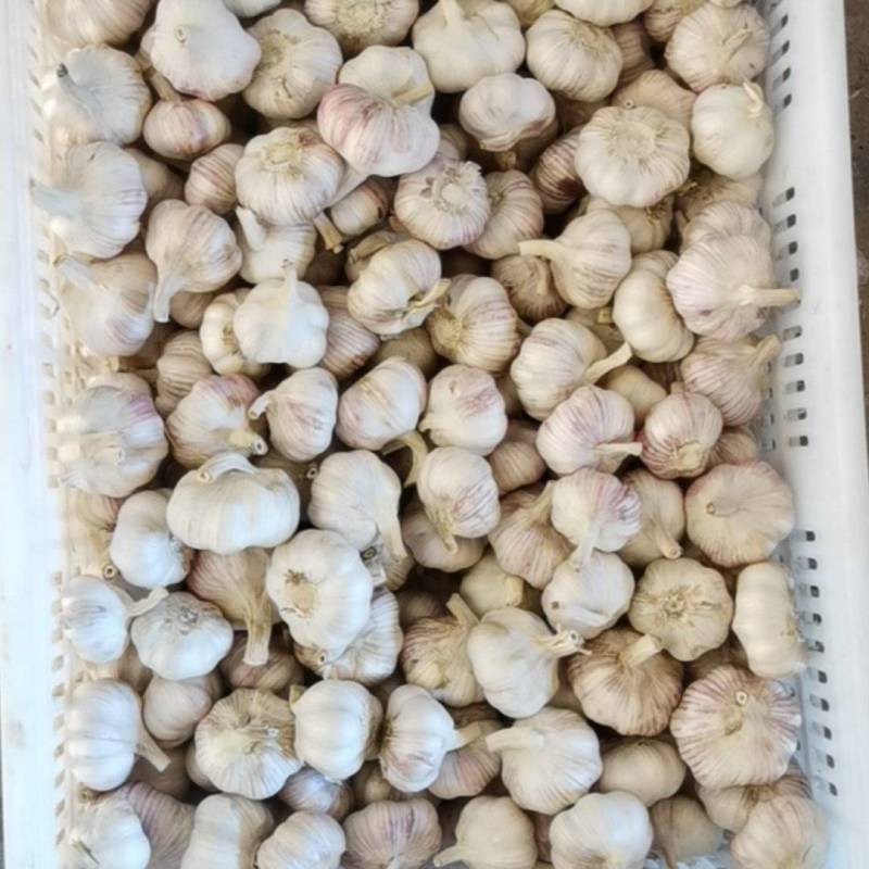 新鲜干蒜，打磨，去杆，去皮