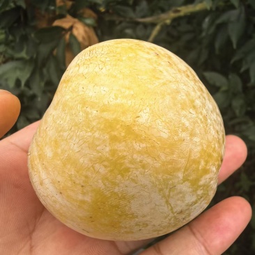 韶关乐昌九峰山黄金奈李新鲜水果李子大果90-120g5斤