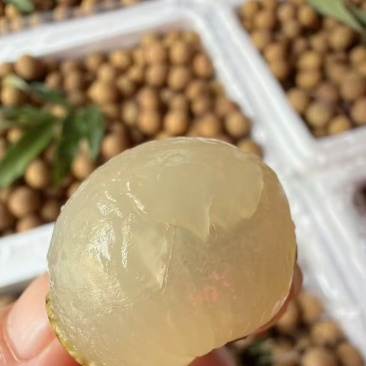 储良龙眼