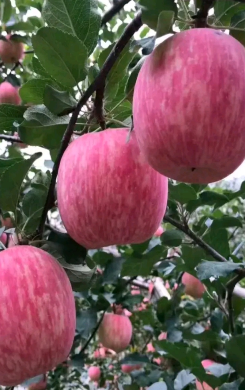 红富士苹果条纹～偏红大量现货～口感脆甜～品质保证