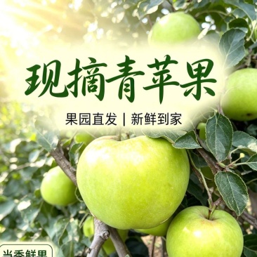 汉源头茬青苹果大量上市，对接各种渠道