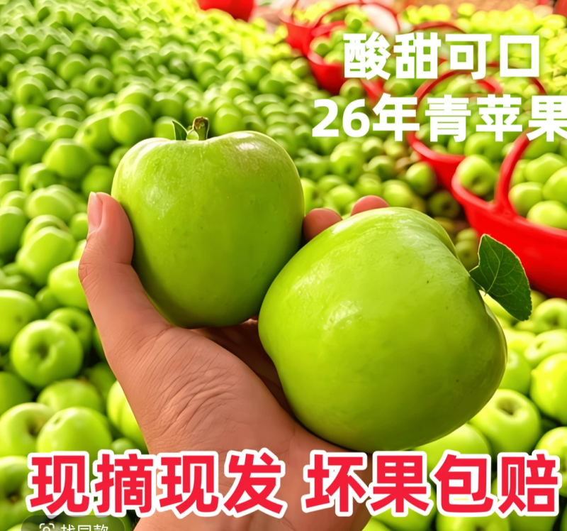 汉源头茬青苹果大量上市，对接各种渠道
