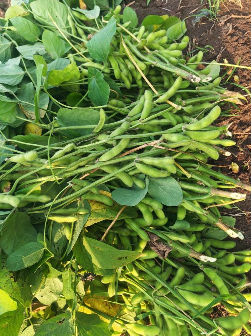 翠绿宝新鲜毛豆量大，颗颗饱满，新鲜绿毛豆