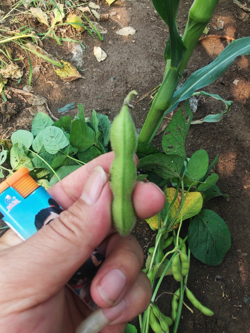 翠绿宝新鲜毛豆量大，颗颗饱满，新鲜绿毛豆