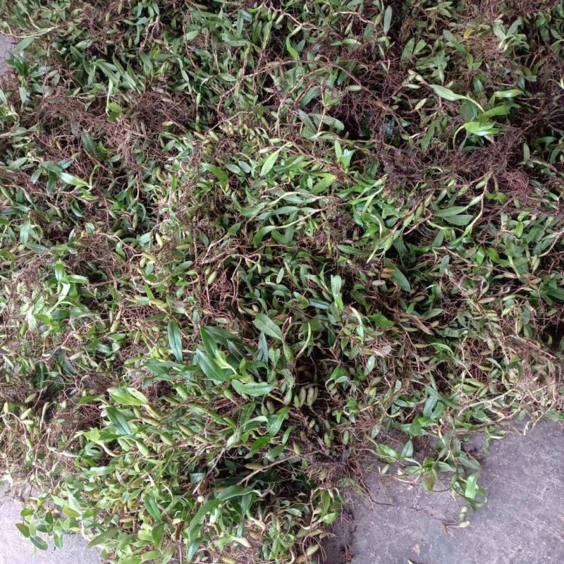 石橄榄，果上叶，产至于广西高山地区，口感香甜，味美