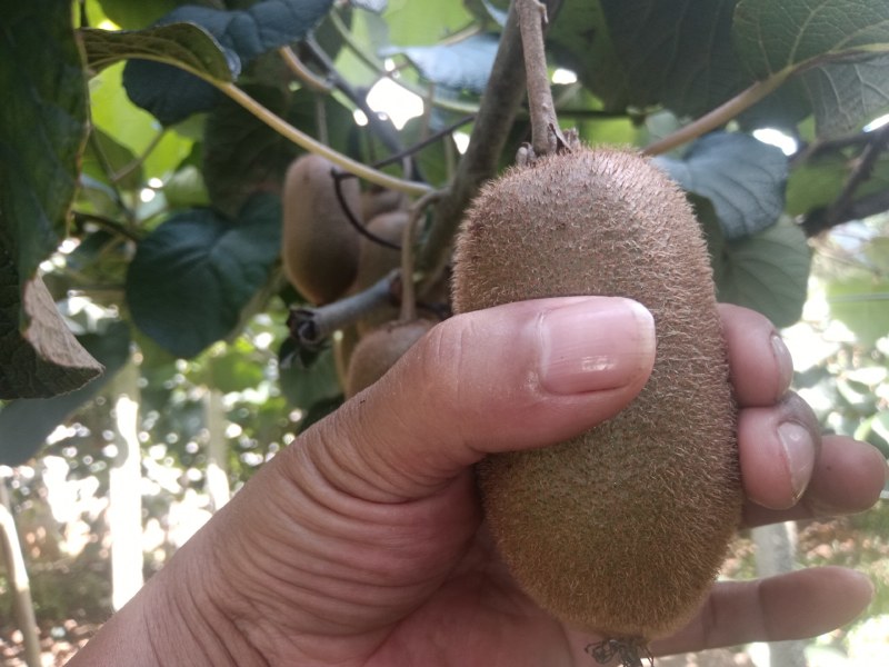 洪鑫果业