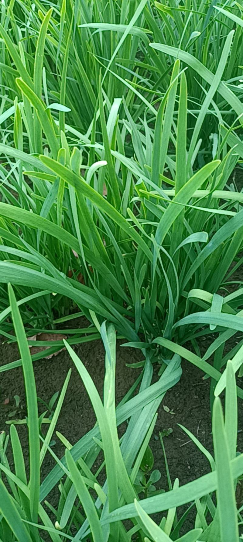 韭菜出售