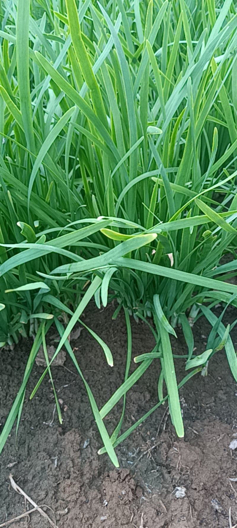 韭菜出售