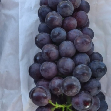 夏黑葡萄