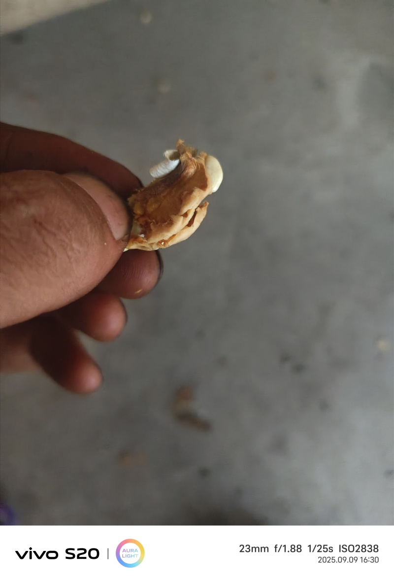 清香核桃优质核桃干核桃各种规格薄皮核桃
