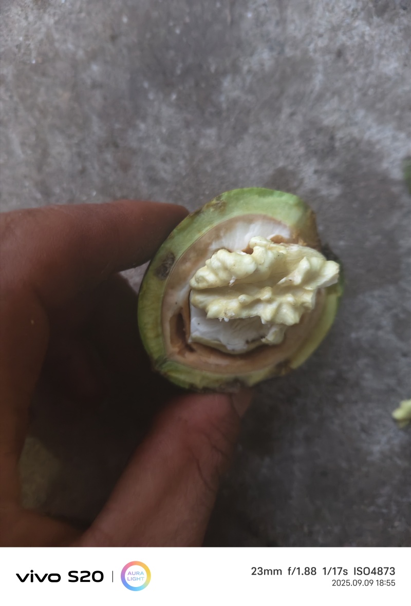 清香核桃优质核桃干核桃各种规格薄皮核桃