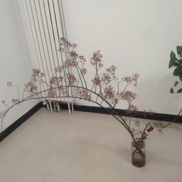 山归来蔷薇果切花山东直发